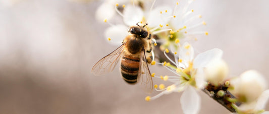 Buzzing Benefits: The Sweet Scent of Beeswax Candles